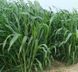 Суданка 1кг (Насіння) 1000282 фото 2