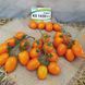 Томат Бенігара (KC1430) F1 | Benigara (KS1430) F1 Kitano Seeds 10нас. 4332135 фото 2