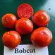 Томат БОБКАТ F1 / BOBCAT F1 - 10 нас. Syngenta 4332138 фото 2