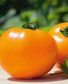 Томат НУКСІ (KS 17) F1 / NUKSI F1 - 10нас. Kitano Seeds 4332155 фото