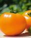 Томат НУКСІ (KS 17) F1 / NUKSI F1 - 10нас. Kitano Seeds 4332155 фото 2