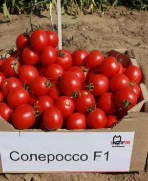 Томат СОЛЕРОССО F1 / SOLEROSSO F1 - 20нас. Nunhems 4335957 фото